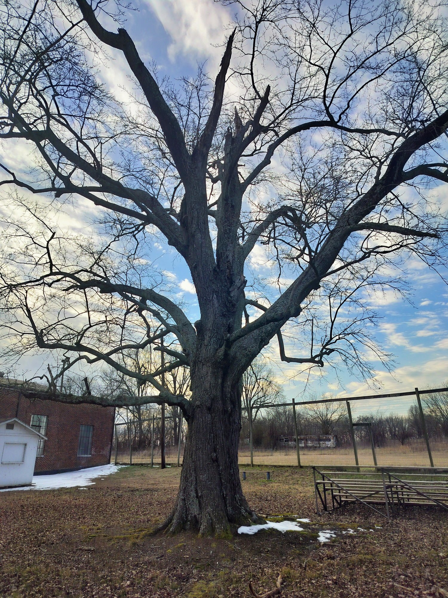 The big tree at Water Valley Park